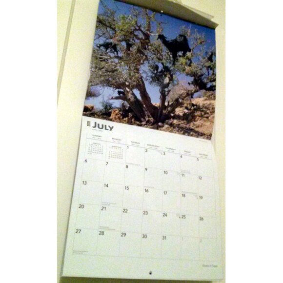 2025 Calendar, Goats in Trees, Monthly, 12" x 24" - Opened, Great Condition - Picture 8 of 15